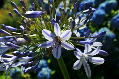 Blue bee insect photo