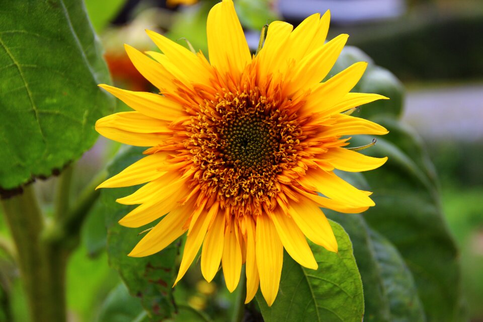 Blossom bloom yellow