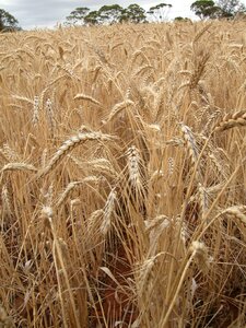 Landscape agriculture grain photo