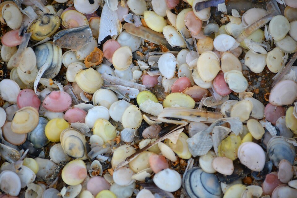 Shells nature colors