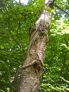 Bark tribe summer