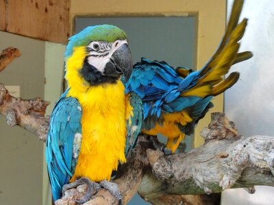 Bird yellow blue photo
