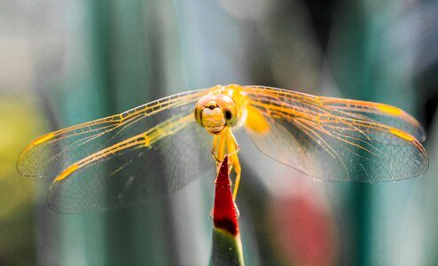 Close up wing chitin photo