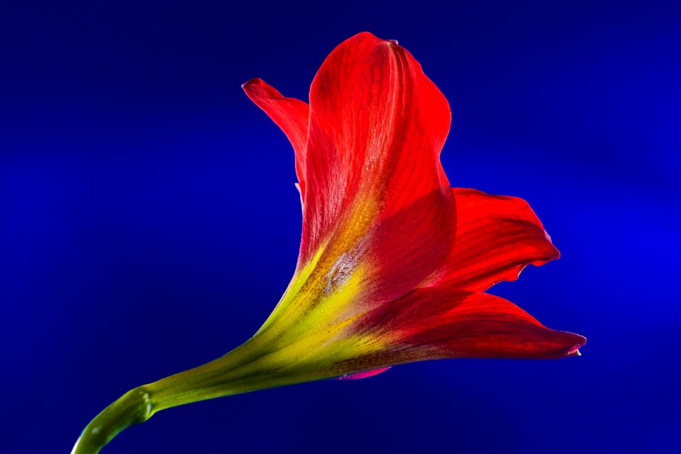 Bloom flower red