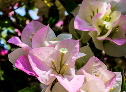 Bloom flower pink