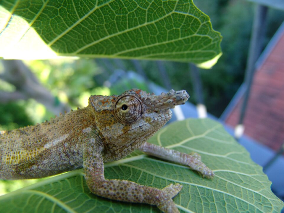 Jungle reptile green