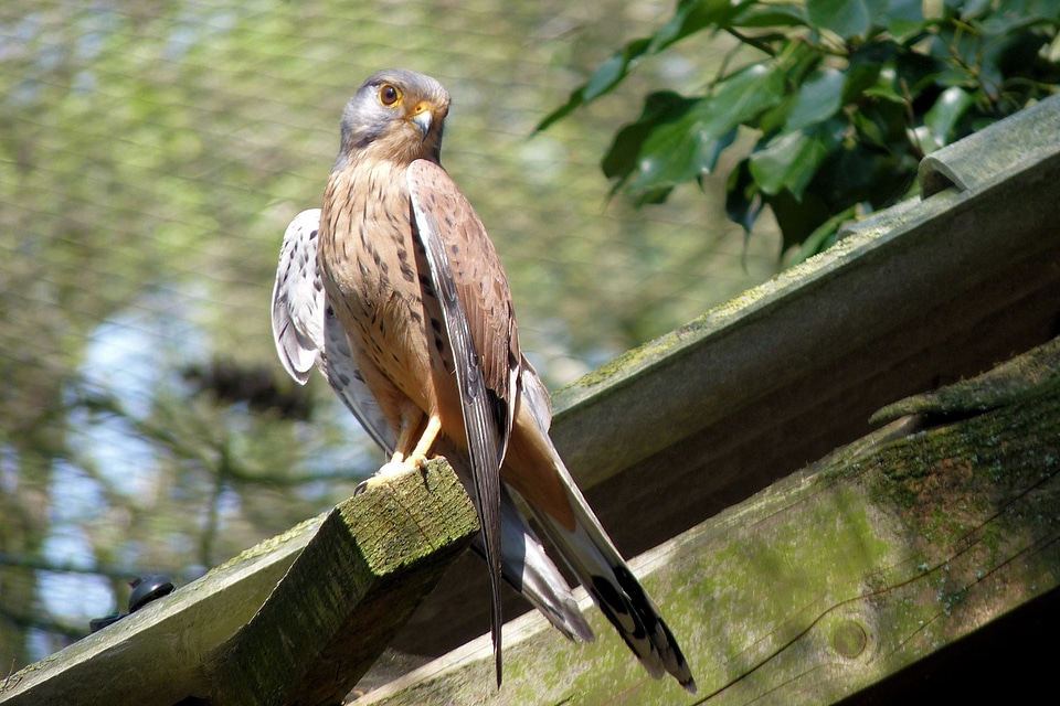 Raptor nature kestrel