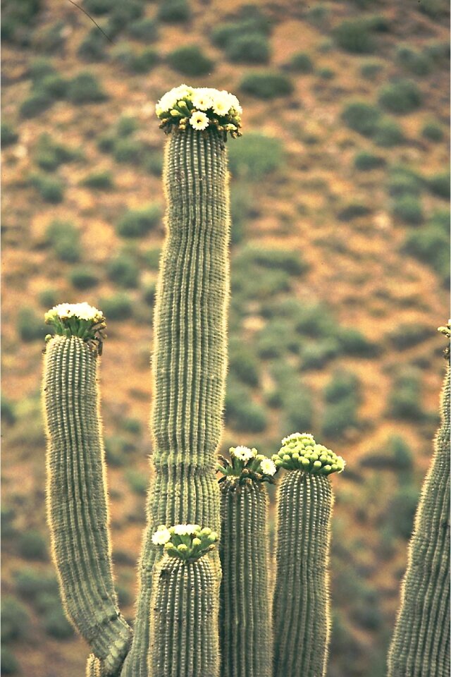Plant blossom bloom