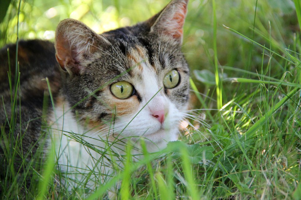 Animal domestic cat animal world