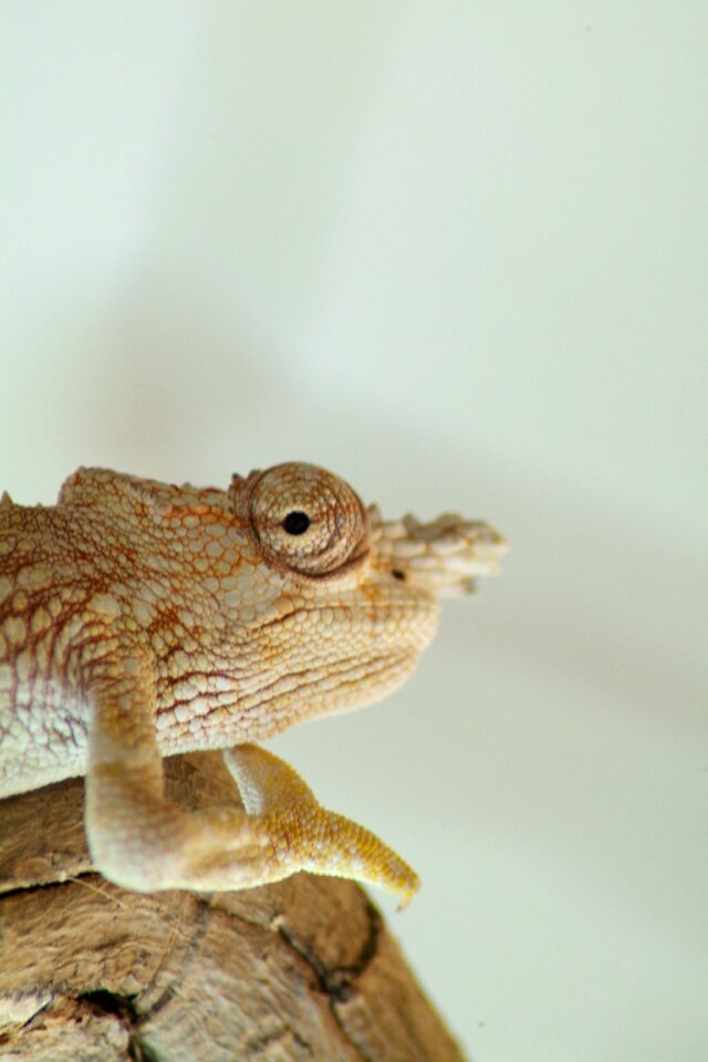 Animal green head