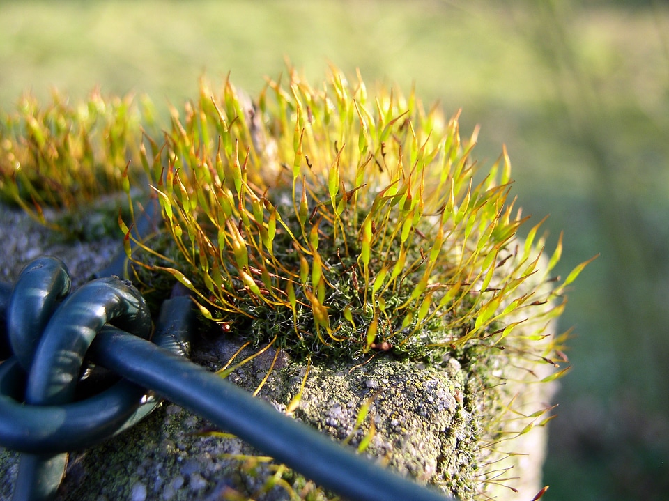 Wall wire mesh plant