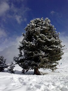 Snow tree cold photo