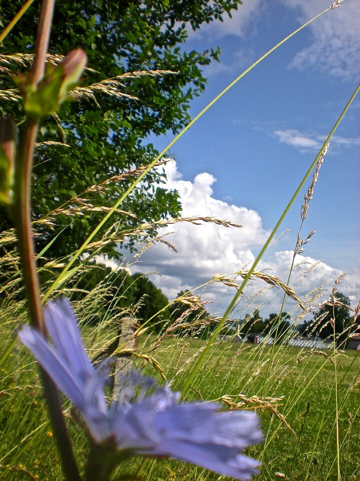 Flower grass järna