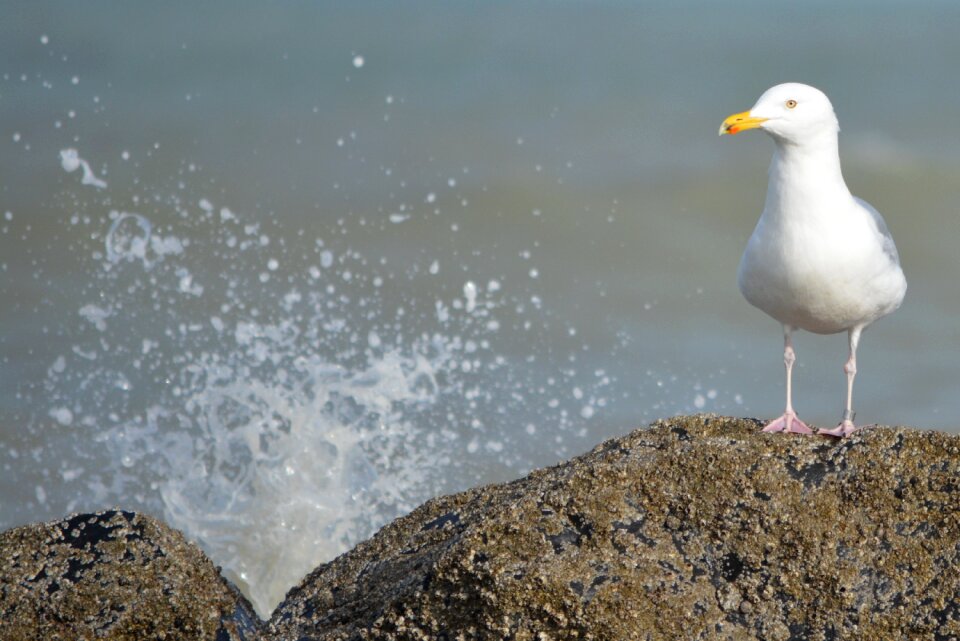 Rocks animals bird