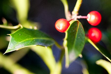 Berries christdorn tube mandrel photo