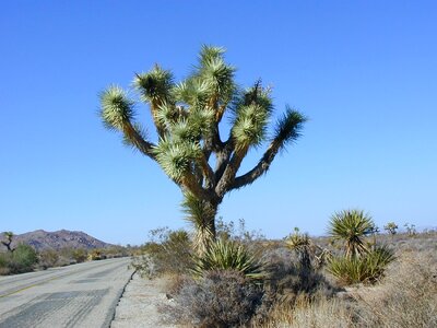Desert road nature usa photo