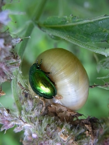 Snail nature animals