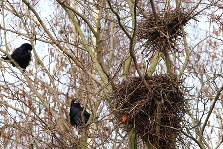 Crow's nests birds nest photo