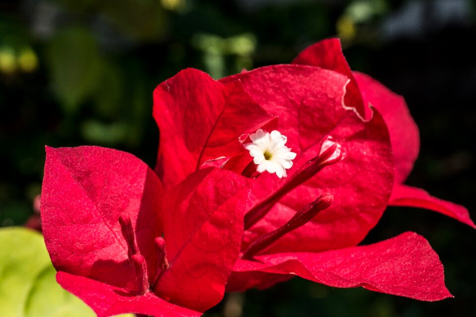 Flower red close up