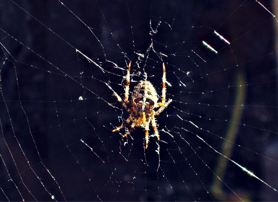 Spider crusader web