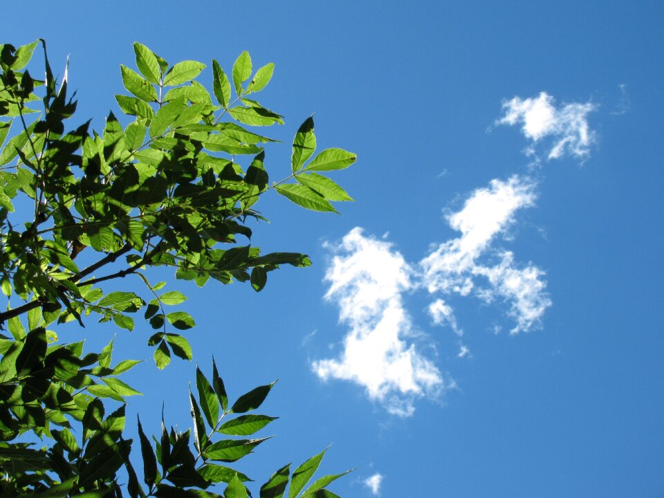 Leaves branch tree