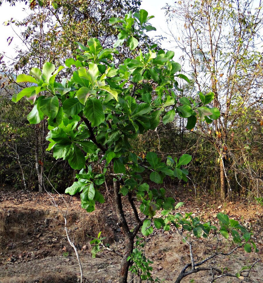 Mahua iluppai madhuca indica