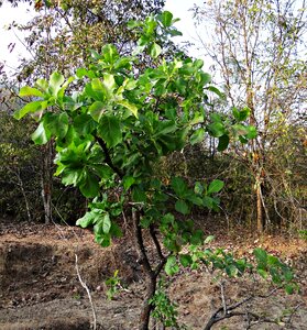 Mahua iluppai madhuca indica