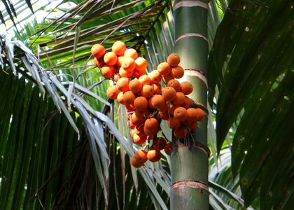 Palm nut areca palm tree photo