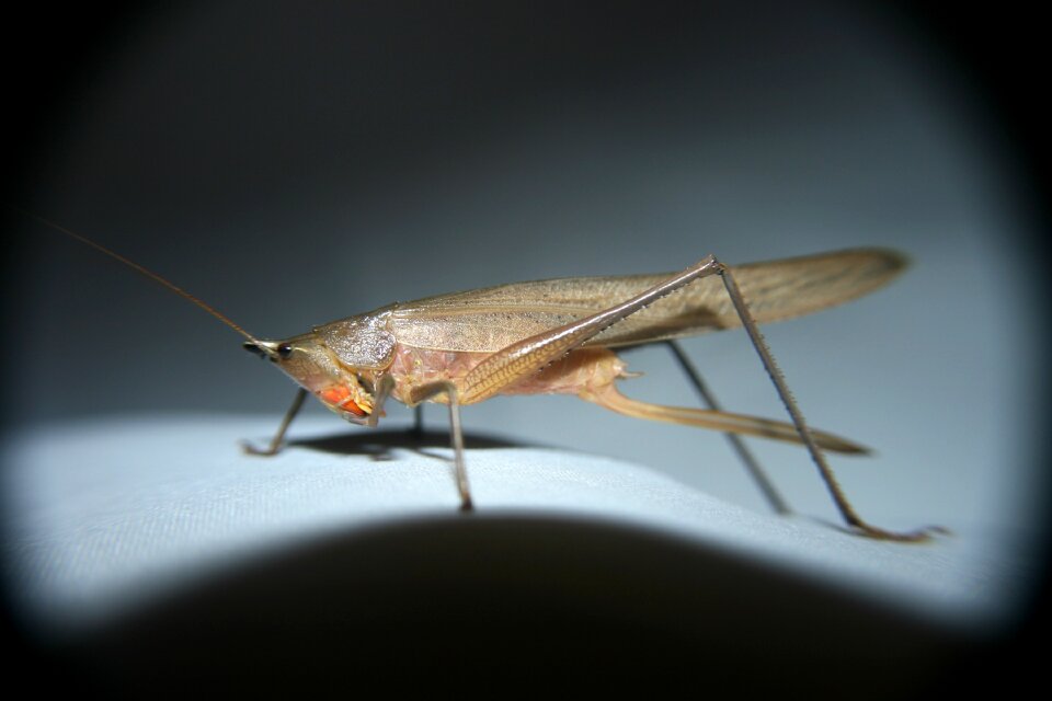 Grasshopper insect macro