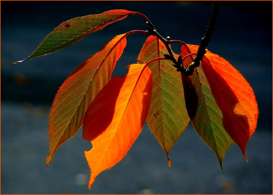 Autumn golden autumn leaves