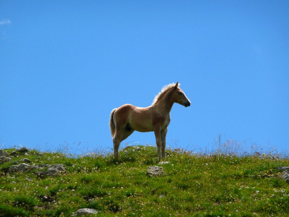 Horse foal avellino