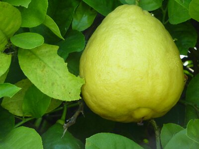 Sour food citrus photo