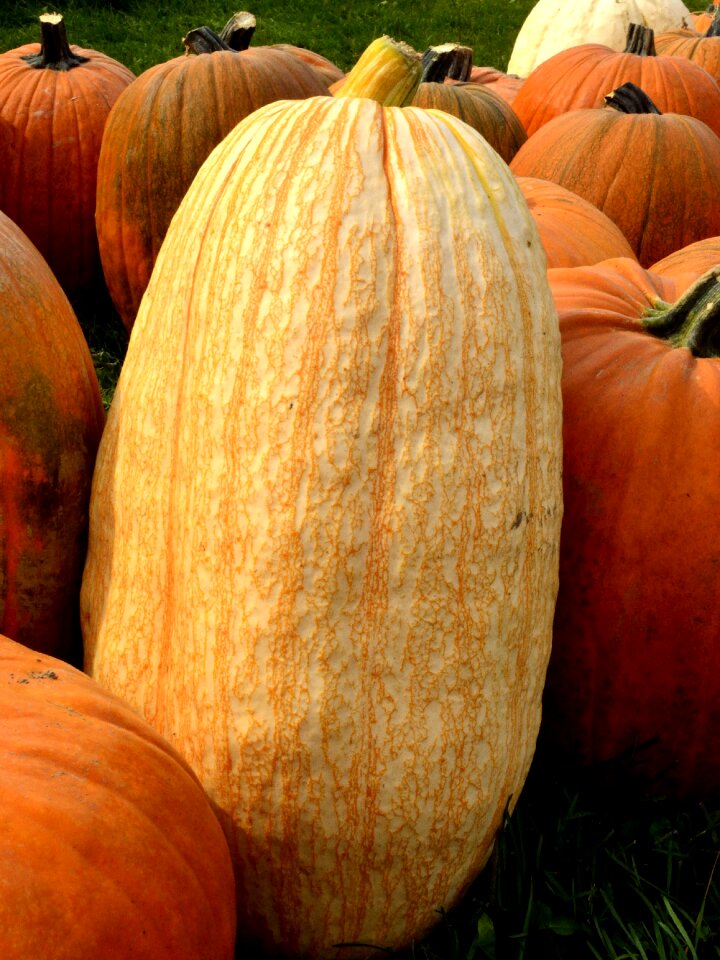 Autumn harvest tall