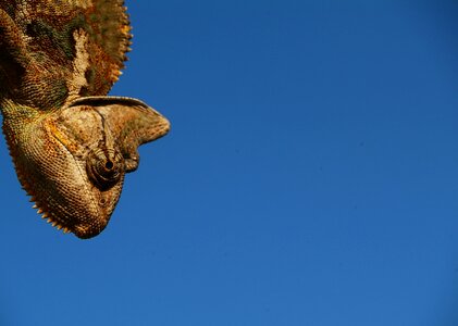 Yemen chameleon animal head photo