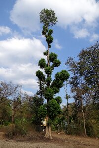 Forest western ghats india