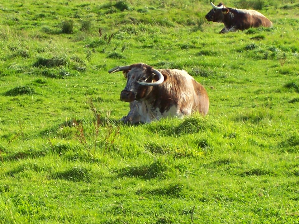 Brown and white horns meadow