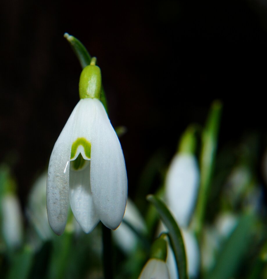 Bloom green macro