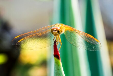 Close up wing chitin photo