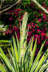 Agave agave flower nature