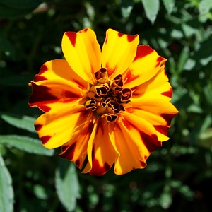 Yellow orange floral photo