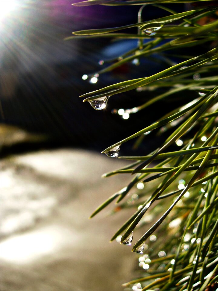 Needles dewdrop water
