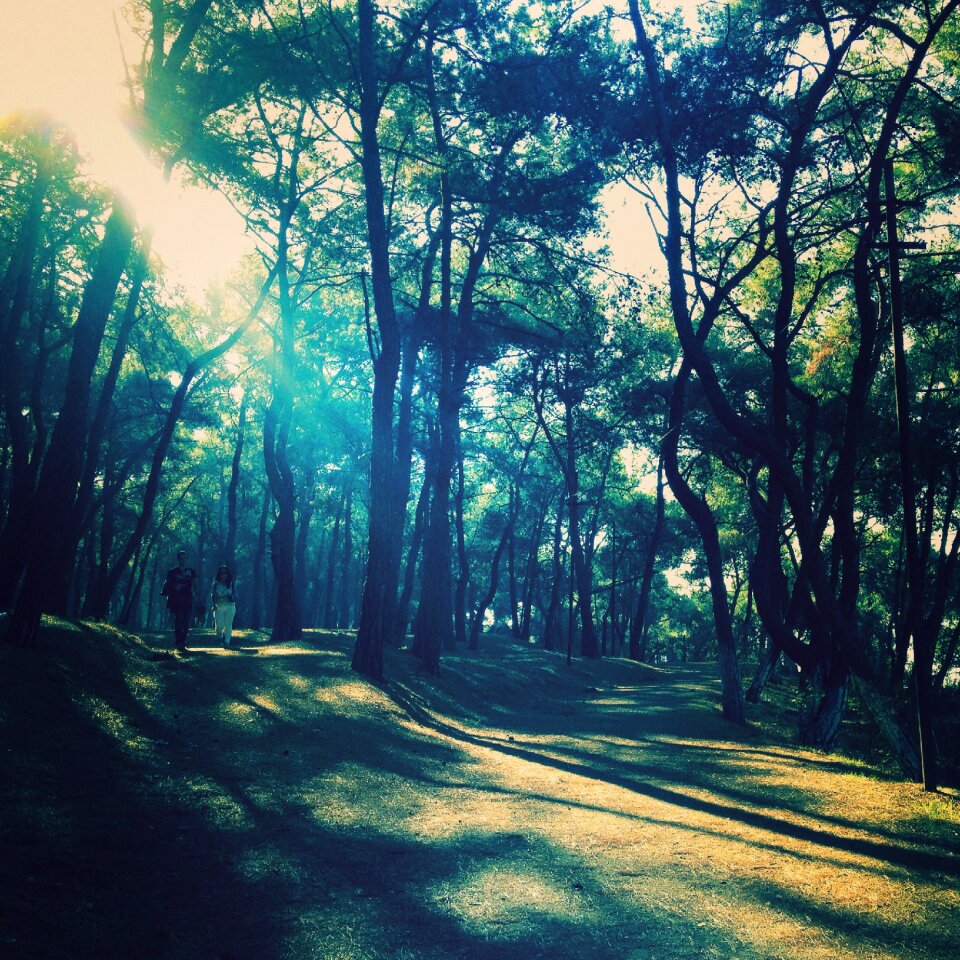 Sunlight nature island
