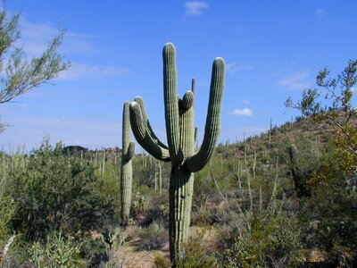 Saguaro cactus prickly
