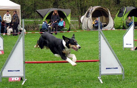 Hundesport dogs active photo