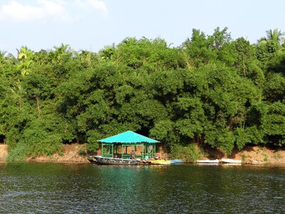 Jetty bamboo forest india