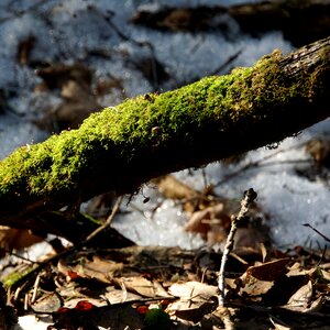 Mossy old branch moss-covered branch photo