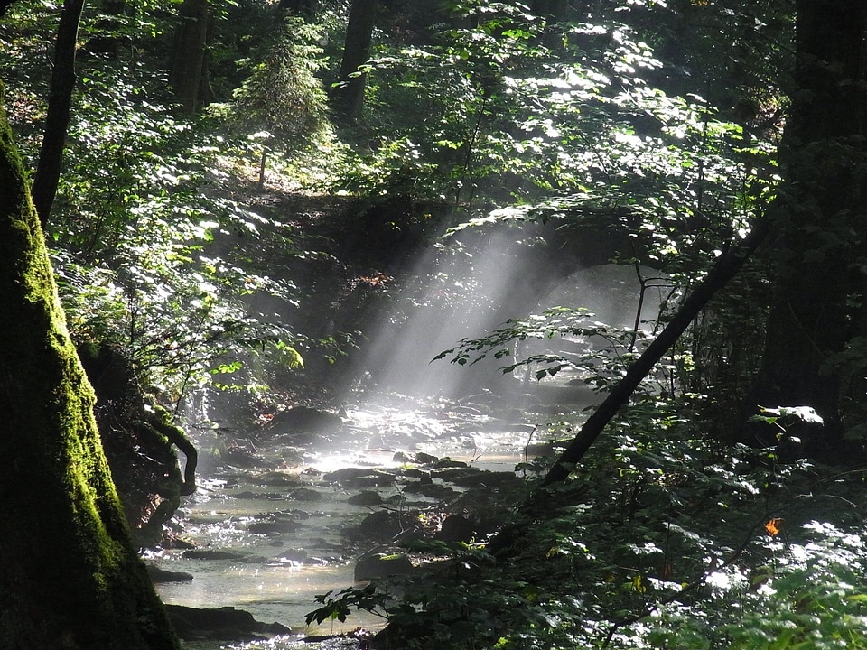 Morning sun nature