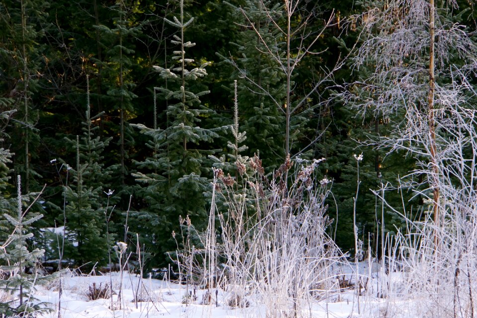 Landscape finnish winter