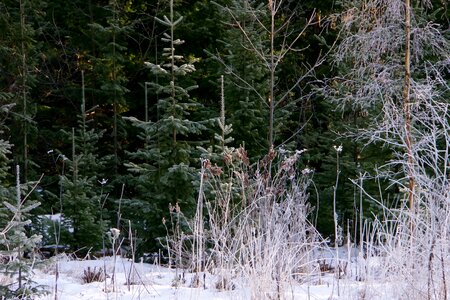 Landscape finnish winter photo