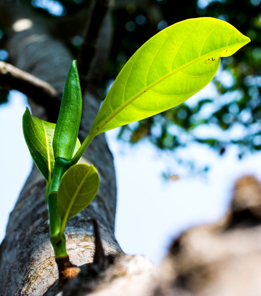 Tree plant spring